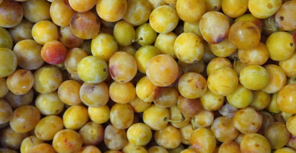 festiwal mirabelki lotaryngia metz